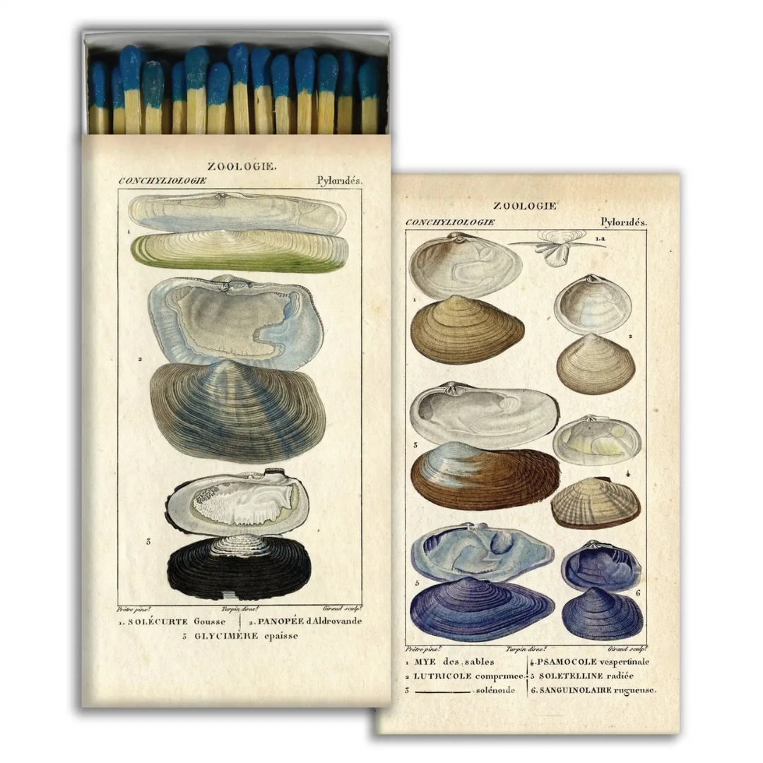 Seashell Specimens - Matches